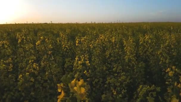 Blühendes Gelbes Rapsfeld Mit Wolkenlosem Himmel Schöne Natur Hintergrund Leichte — Stockvideo