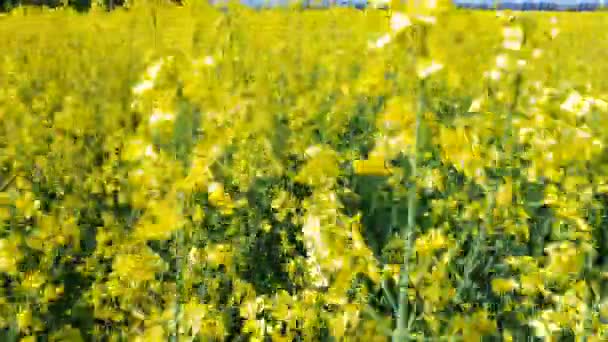 Blommande Gula Raps Fält Med Blå Molnfri Himmel Vacker Natur — Stockvideo