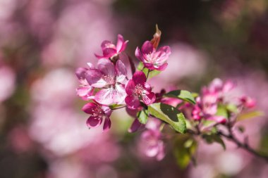 Çiçek açan ağaç ve güneş ile güzel doğa manzara flare
