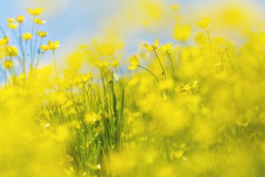 Düğünçiçeği acris bahar güneşli çimenlikte sarı