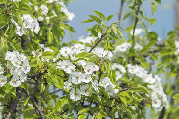 Close up of White Blossom Pear Tree Branch, during Spring Season