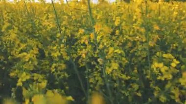Sarı kolza tohumu alan mavi Bulutsuz gökyüzü ile çiçek açmış. Güzel doğa arka plan. Hafif meltem, güneşli bir gün, dinamik sahne, 4k video.