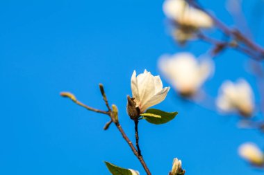 Beyaz Manolya çiçeği bahar güneşli evenin sokak şehir
