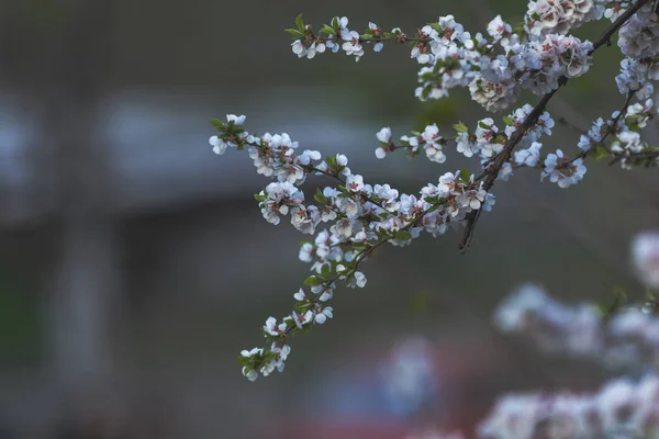 Beyaz çiçek kiraz ağacı dalı yakın çekim — Stok fotoğraf