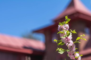 Bir çiçekli Pembe çiçek kümeleri closeup Erik veya flowerin