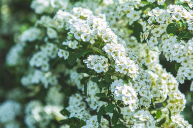 Küçük beyaz çiçek ve spiraea tomurcukları kümeleri (Spiraea thu