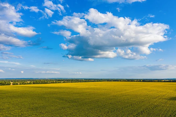 Luftflug über blühendes gelbes Sonnenblumenfeld mit blauem Kl — Stockfoto