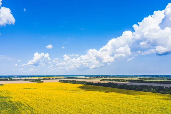 Luftflug über blühendes gelbes Sonnenblumenfeld mit blauem Kl — Stockfoto