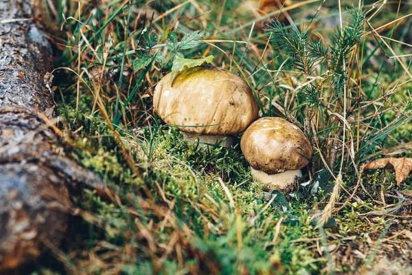 가을 버섯 이 등장 한다. 숲에서 버섯을 잘라 먹었습니다. 무쉬르 — 스톡 사진
