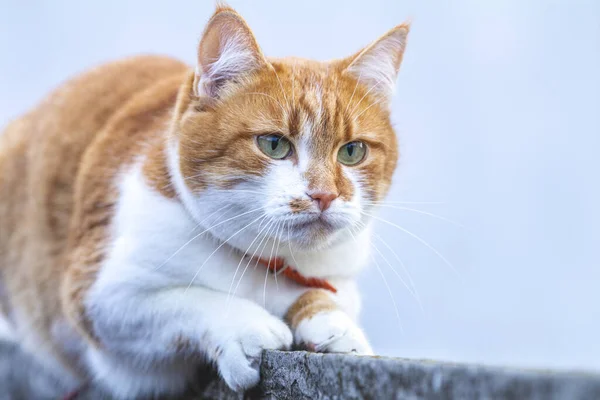 Gato que ve una amenaza se prepara para un salto, la emoción de un gato —  Fotos de Stock