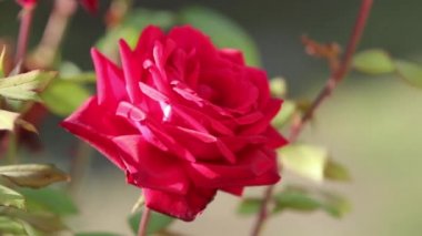 Kırmızı gül çiçeği yakın, narin yapraklarla, arka planda çiçek açar sonbahar çiçekleri bahçesinde.