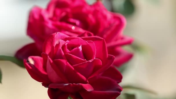 赤いバラの花は終わり 繊細な花弁を持ち 秋の花の庭でぼやけたバラの花を背景に咲きます — ストック動画