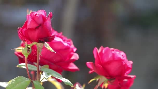 赤いバラの花は終わり 繊細な花弁を持ち 秋の花の庭でぼやけたバラの花を背景に咲きます — ストック動画