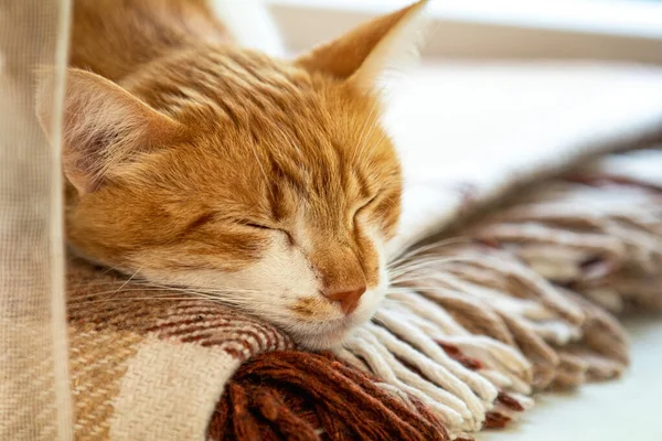 Red and white kitty sleeping in warm wool plaid blanket on a win — Stock Photo, Image