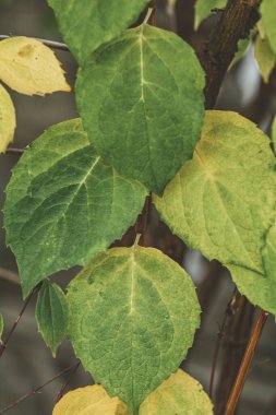 Sonbahar arkaplan sanatı yeşil-sarı yapraklar. Sığ alan derinliği