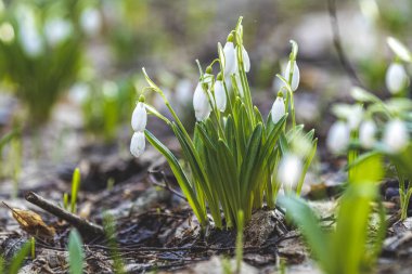 Beyaz çiçek açan kar damlası ya da Galanthus plicatus. Ormanda güneşli bir bahar günü.