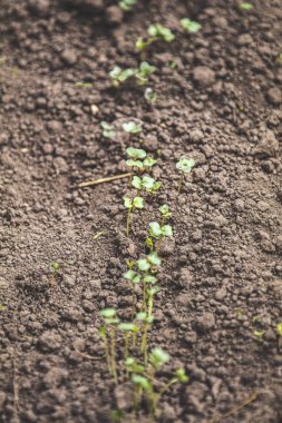 İlkbaharda, bahçedeki topraktan büyüyen genç yeşil tohum, kapan, sahanın sığ derinliği, metin alanını kopyala