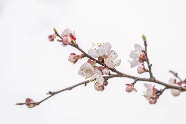 Rózsaszín sárgabarackfa virágzás a városi parkban a tavaszi napsütéses napon. Gyönyörű természet háttér. — Stock Fotó