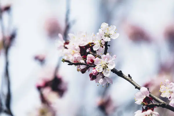 Bahar güneşli bir günde şehir parkında pembe kayısı ağacı çiçek açar. Güzel doğa arkaplanı. — Stok fotoğraf
