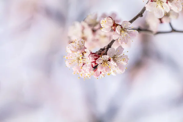 Rózsaszín sárgabarackfa virágzás a városi parkban a tavaszi napsütéses napon. Gyönyörű természet háttér. — Stock Fotó
