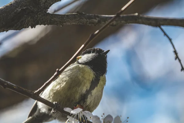 Grande tit (Parus major) em uma filial no parque da cidade no dia ensolarado da primavera . — Fotografia de Stock