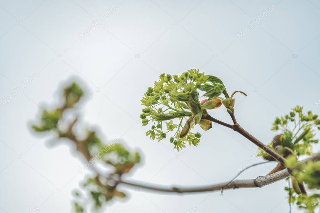 Branches of spring flowers of the Norway Maple. Blooming Norway Maple