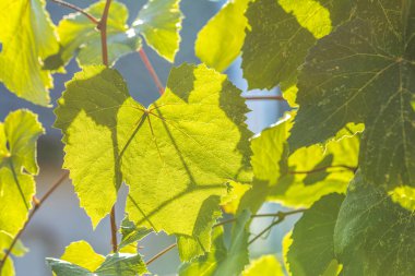 Bahçede günbatımı zamanı ile dalda yeşil üzüm yaprakları