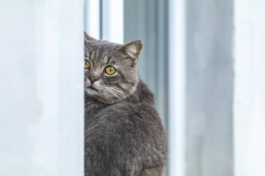 Dışarıdaki evin pencere eşiğinde oturan sevimli gri bir kedi. Güzel bir gün, kapat, boşluğu kopyala