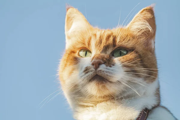 Gato que vê uma ameaça está se preparando para um salto, emoções de um gato de perto . — Fotografia de Stock