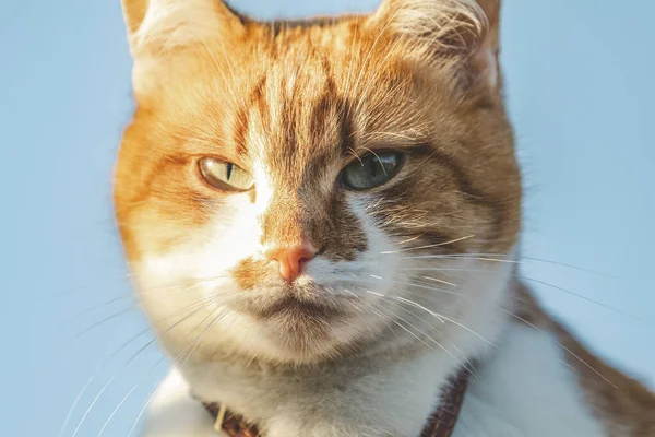 O gato branco-vermelho bonito em um colarinho vermelho relaxa no jardim, perto, profundidade rasa do campo. O gato está a olhar para algo. . — Fotografia de Stock