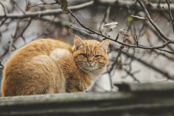 Retrato de um gato vermelho de rua sentado e olhando na velha cidade europeia, fundo natural animal — Fotografia de Stock