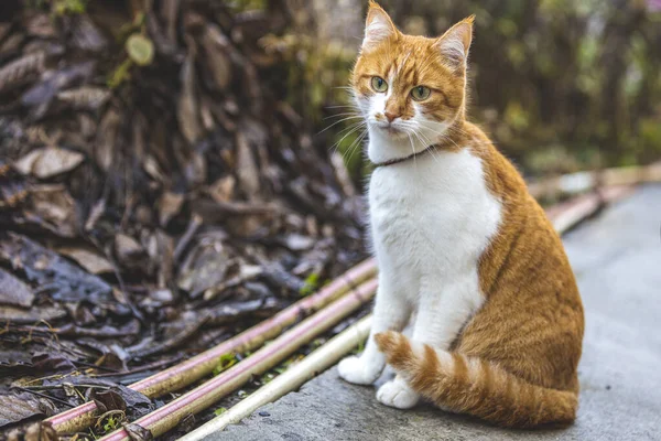 脅威を見ている猫はジャンプの準備をしている、猫の感情が閉じます。フィールドの浅い深さ. — ストック写真