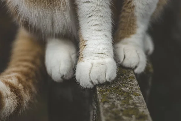 Pata branca vermelha de gato na superfície de concreto, close up pé de gato no fundo cinza. Detalhe tiro de macio patas Cat enquanto sentado na cerca . — Fotografia de Stock