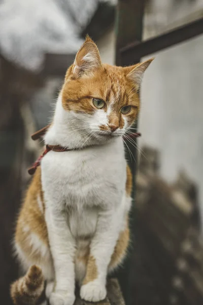 Γάτα που βλέπει μια απειλή ετοιμάζεται για ένα άλμα, συναισθήματα μιας γάτας από κοντά. Ρηχό βάθος του πεδίου. — Φωτογραφία Αρχείου