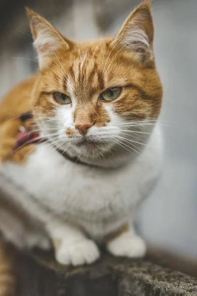 Kat die een bedreiging ziet bereidt zich voor op een sprong, emoties van een kat van dichtbij. Ondiepe diepte van het veld. — Stockfoto