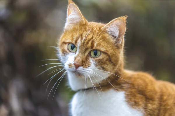 Gato que vê uma ameaça está se preparando para um salto, emoções de um gato de perto. Profundidade rasa do campo . — Fotografia de Stock