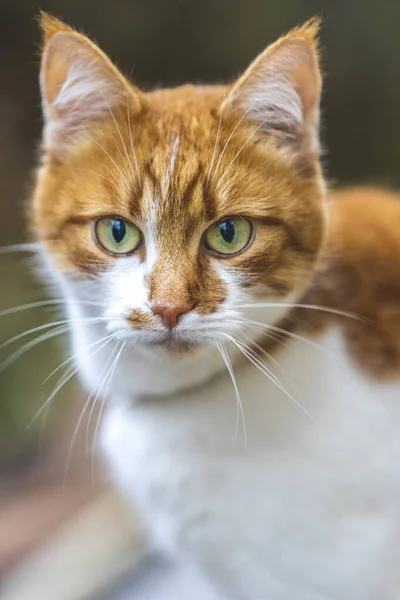 Il gatto che vede una minaccia si sta preparando per un salto, le emozioni di un gatto si avvicinano. Profondità superficiale del campo . — Foto Stock