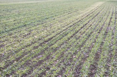 Tarladaki genç buğday hasadı. Kış buğdayları. Sıralar dolusu taze buğday filizleri. Sahada yeşil çimenler var. Bulutlu sonbahar günü.