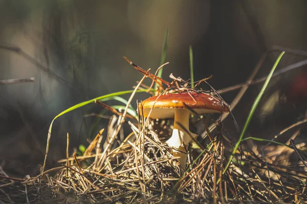 Poisonous flyga agaric / flyga amanita svamp i centrala europeiska tallskogen. Solig vacker höstdag, dolly skott, grunt djup av fält, tonas fotot — Stockfoto