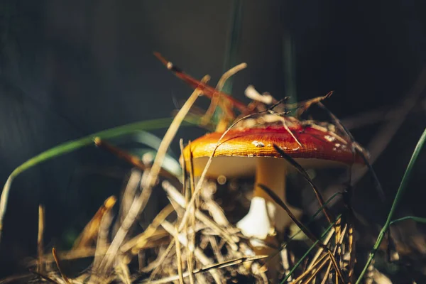 Giftige fly agaric / vliegen amanita paddestoel in het centrale Europese dennenbos. Zonnige prachtige herfstdag, dolly schot, ondiepe diepte van het veld, getinte foto — Stockfoto