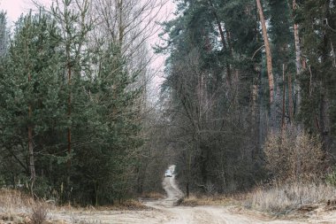 Ormandaki eski yol. Çam, yol boyunca ağaçlar, kasvetli, sisli bulutlu bir gün.