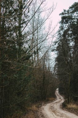 Ormandaki eski yol. Çam, yol boyunca ağaçlar, kasvetli, sisli bulutlu bir gün.