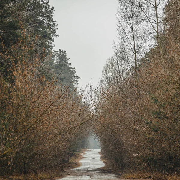 Стара дорога в лісі. Сосна, дерева по дорозі, похмурий, похмурий день з туманом . — стокове фото