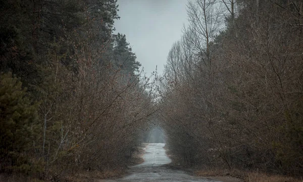 Стара дорога в лісі. Сосна, дерева по дорозі, похмурий, похмурий день з туманом . — стокове фото