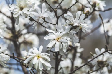 Beyaz Manolya çiçeği bahar güneşli şehir parkında. Güzel doğa arka plan.