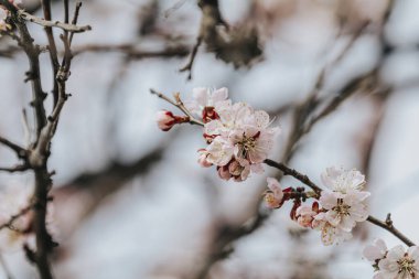 Bahar güneşli bir günde şehir parkında pembe kayısı ağacı çiçek açar. Güzel bir doğa geçmişi var. Tonlu fotoğraf, yakın çekim, alanın derinliği.