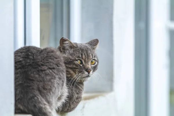 Mignon chat gris assis sur le rebord de la fenêtre de la maison en plein air. Belle journée, gros plan, espace de copie. Photo tonique, gros plan, faible profondeur du champ . — Photo