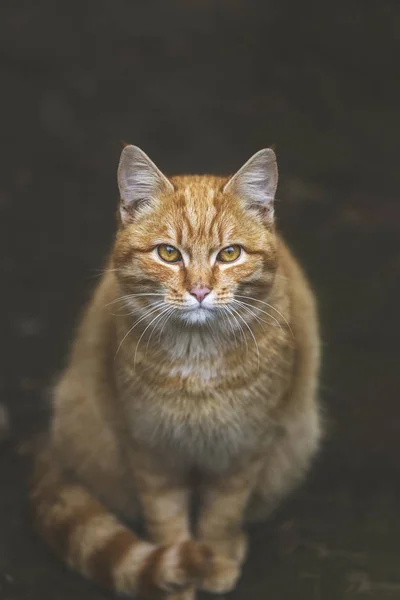 Porträtt av en gata hemlös röd katt sitter och tittar på kameran i gamla europeiska staden, djur naturlig bakgrund. — Stockfoto