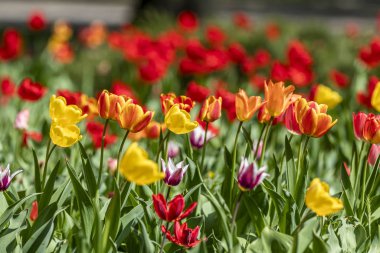 Renkli çiçek çiçek Park arka plan olarak birçok çiçek güzel renkli Lale bahçesinde bulunan yeşil yaprak ile bulanık.