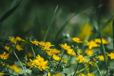 Baharda, güneşli ormanda ya da parkta sarı ranunculus akrisi. Güzel doğa çiçekleri Tatil arka planı. Sığ alan derinliği, tonlama, kopyalama alanı.